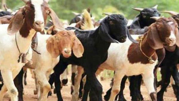 महज डेढ़ साल की उम्र में बना 13 बच्चों का बाप, लोग मान रहे चमत्कार