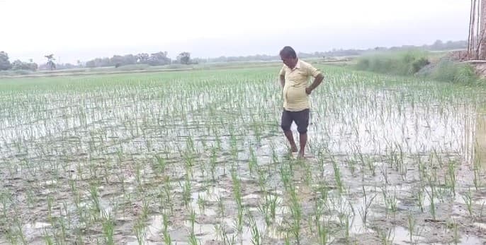 धान रोपाई में आई तेजी, लोगों को मिली गर्मी से राहत
