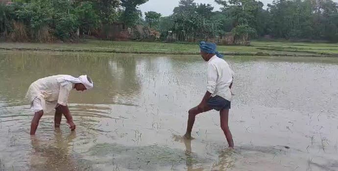 धान रोपाई में आई तेजी, लोगों को मिली गर्मी से राहत