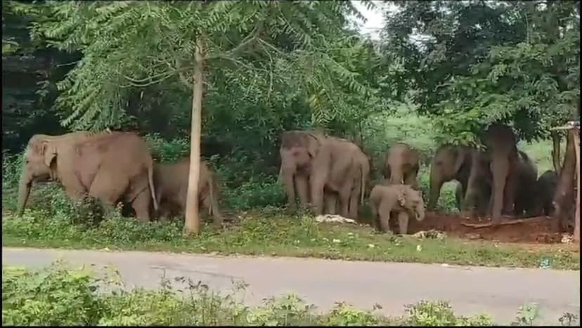 हाथियों के उपद्रव रोकने में वन विभाग असफल
