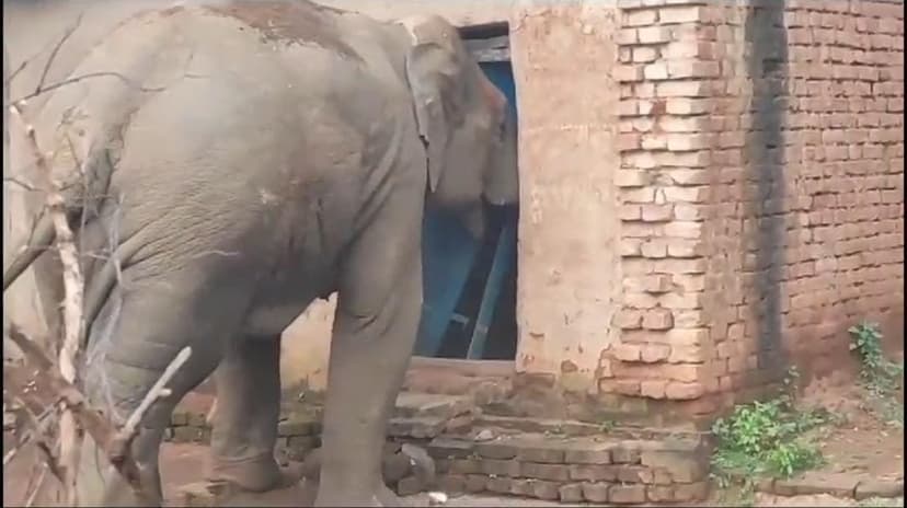 हाथियों के उपद्रव रोकने में वन विभाग असफल
