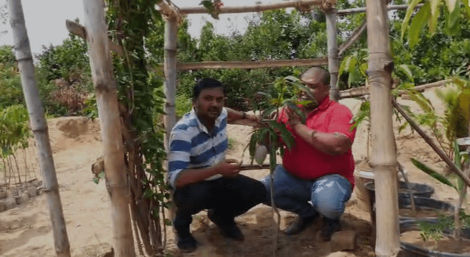 क्या आपने खाया लखटकिया आम ? नहीं, तो आइए धनबाद