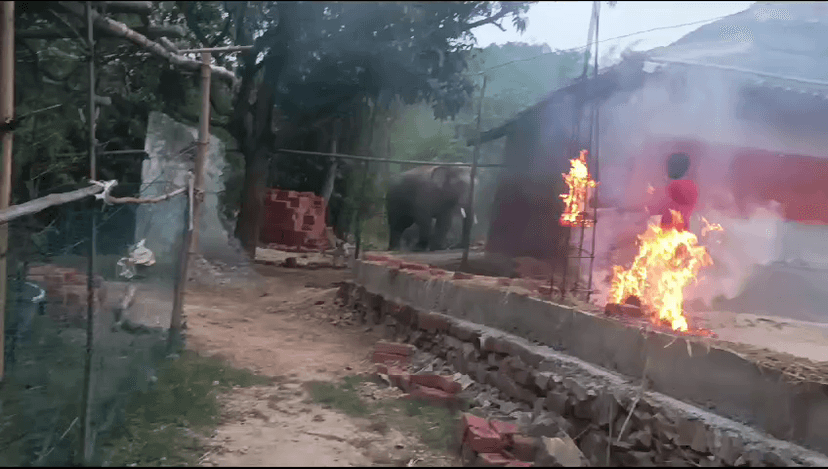 चांडिल डैम के किनारे गजराजों ने बसाया डेरा, शाम होते ही गांवों में प्रवेश कर मचाते हैं तबाही